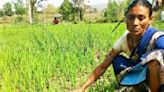 Rice farmers make hay while rain shuns state: Low-water usage method launched