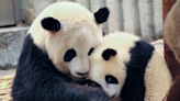 Visitors Can Finally Meet the Newest Giant Pandas at San Diego Zoo