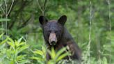 Bear hurts man vacationing in Gatlinburg cabin after it breaks in overnight