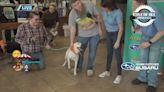 Fletcher Subaru Dog Days of Summer Adoption Event on KSN Living Well Pt 2