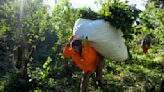 AP PHOTOS: In northeastern Argentina, yerba mate is more than the national drink, it's a way of life