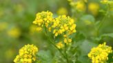 How to Grow and Care for the Mustard Plant