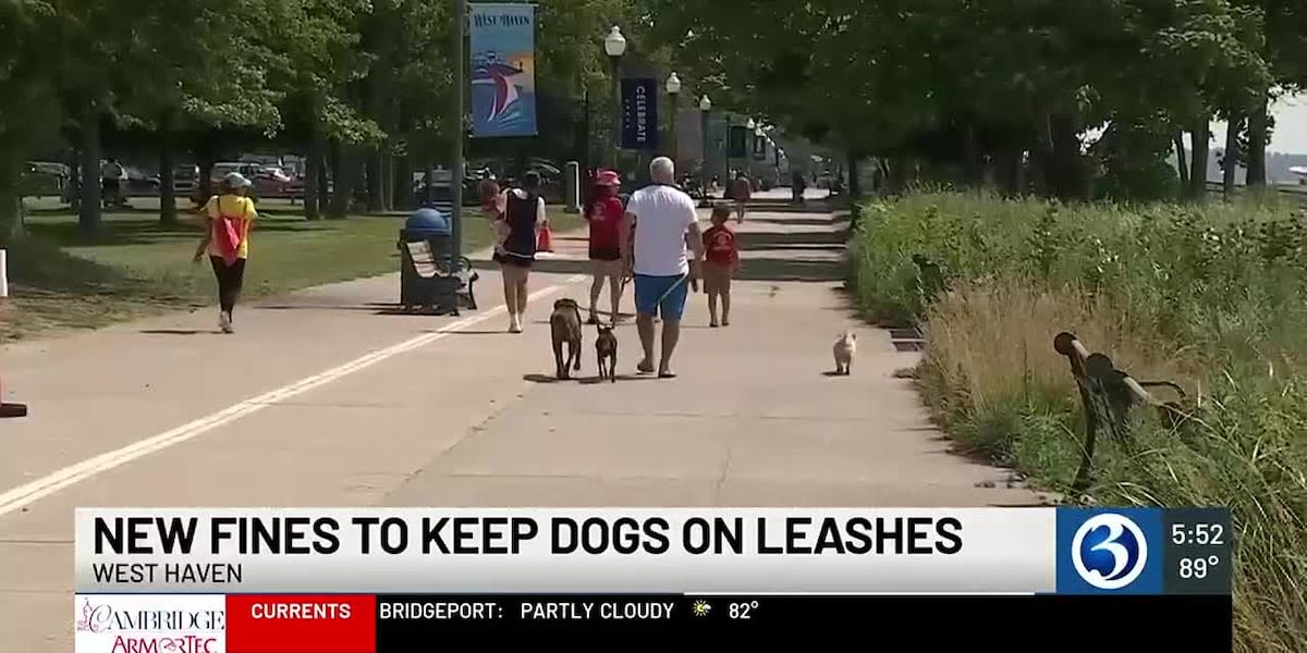 West Haven considers stricter enforcement for dog owners on beaches