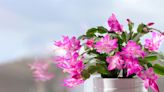 How to Care for a Thanksgiving Cactus So It Blooms All Season