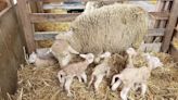 Sheep gives birth to unusually large litter of 5 lambs on B.C. farm