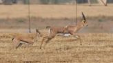 Six-legged gazelle spotted in Israel