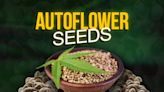 Best Autoflower Seeds for High Yields & Increased Potency