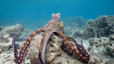 NatGeo uncovers ‘Secrets of the Octopus’