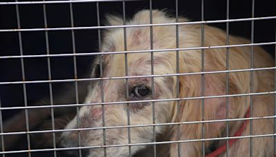 Animal cruelty investigation leads to arrest in DeKalb County