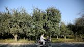 Truckloads of apples start to rot as blocked Kashmir highway halts deliveries