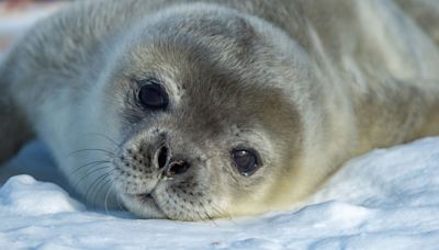 Is The Hole In The Ozone Layer Giving Antarctic Animals “Sunburn”?