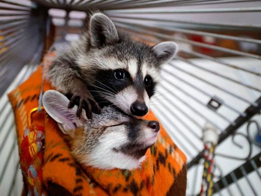 A beaver in the bathtub: Sanford couple’s work with wildlife honors daughter’s memory