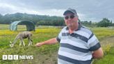 Worcestershire tea room and alpaca farm announces closure