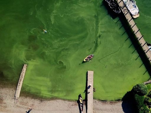 Tourist influx turns Windermere green, researchers say