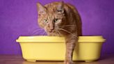 Tofu cat litter sounds bizarre – but here’s what happened when we used it