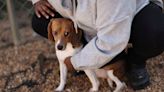 US breeder Envigo pleads guilty for mistreating beagles, gets $22 million fine