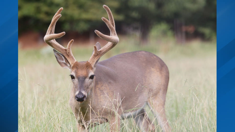 Arkansas Game and Fish Commission updates hunting regulations for nonresidents