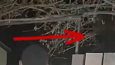 Las Vegas alien video shows at least 2 'beings' using 'cloaking' device: 'I'm opening it up to peer review'
