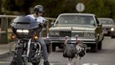 Sacramento turkeys can get aggressive in the spring. Here’s how to keep them scared of you