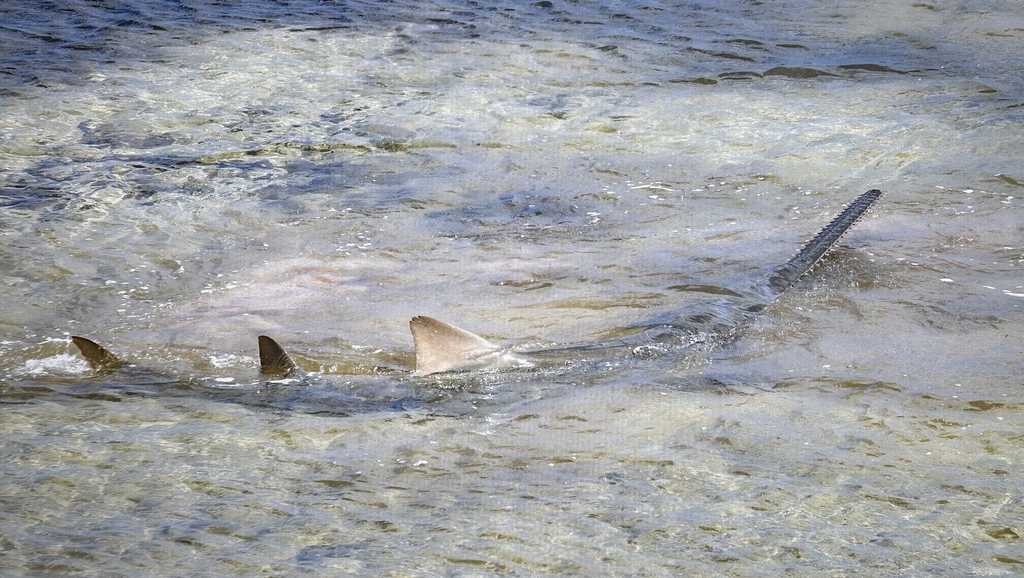 Distressed sawfish rescued in Florida Keys dies after aquarium treatment