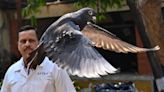 Pigeon suspected of being Chinese spy released by police in India after being detained for eight months