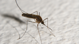Los mosquitos continúan picando en Santa Fe: ¿cuál es la especie que muestra resistencia?