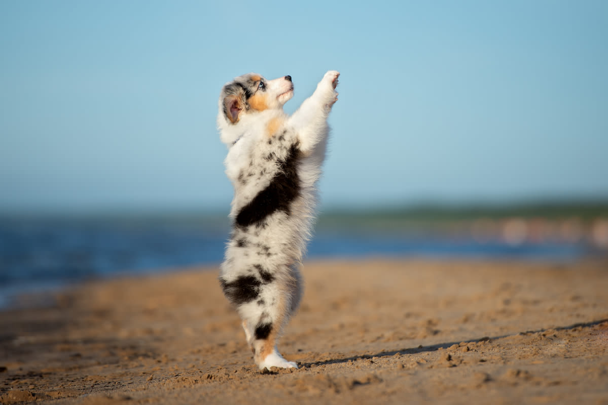 Australian Shepherd's Impressive Yoga Practice Inspires Mom to Step Up Her Game