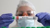 Vaccine makers preparing human bird flu shot ‘just in case’ of pandemic