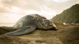 'This is the cost of living in seawater': The ingenious and (to us) heartbreaking way turtles survive the salty oceans