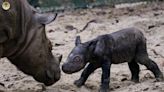 Look: Endangered rhino calf born at Indonesian sanctuary