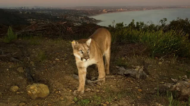 Mountain Lion Attacks & Drags Away Dog in California