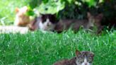 No hunting season for feral cat. Doing so would not be practical, legal or safe| Opinion