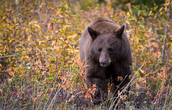 Bear meat kebabs at a family reunion lead to rare outbreak of roundworm disease