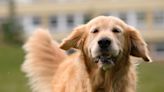 Golden Retriever's Sweet Welcome Home for Mom After Hospital Stay Is Melting Hearts