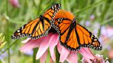 Want butterflies in your yard? Try these 7 tips