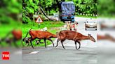 Traffic restrictions on NH-715 in Kaziranga eased as floods recede | Guwahati News - Times of India