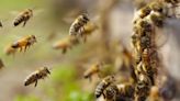 Las abejas africanas: cuál es la peligrosidad y su presencia en México