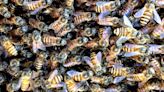 How a single honey bee colony led to a species invasion