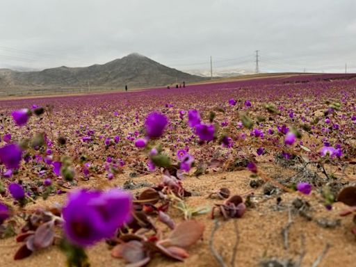 The driest desert on the planet is in bloom