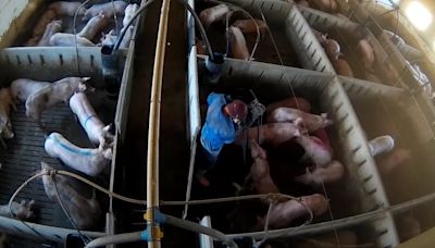 Dentro de la “granja del terror” vinculada con Lidl: ratas e insectos en los comederos, hernias, heridas que supuran y golpes con tubos de PVC