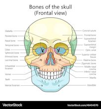 Human skull bones structure diagram science Vector Image