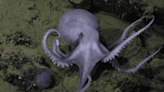 Real-Life 'Octopus's Garden' Discovered off the Coast of California (Watch)