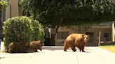 Locals concerned over increased bear sightings in Sierra Madre