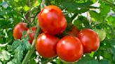 8 of the best tomato varieties to grow at home for bumper harvests and flavorful fruits