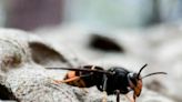 Beekeeper issues Asian hornet warning after surge in sightings