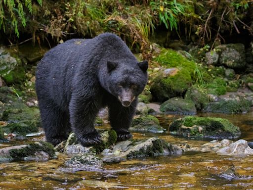 Killing of black bear cub splits town of Tahoe after homeowner shoots dead and claims it advanced on him and dog