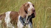 The American Kennel Club Recognizes the 'Sturdy' Bracco Italiano as Its 200th Dog Breed