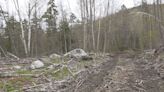 Logging business fined in Vermont