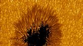 Sunspots Look Like the Mouths of DUNE’s Sandworms