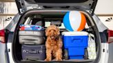 Keeping Pets Safe in Summer Heat: Tips for Traveling with Pets in Your Car